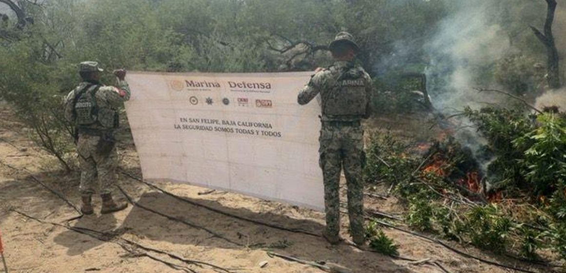 Destruye Marina nueve plantíos de marihuana en la Sierra de San Pedro Mártir