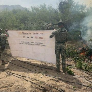 Destruye Marina nueve plantíos de marihuana en la Sierra de San Pedro Mártir