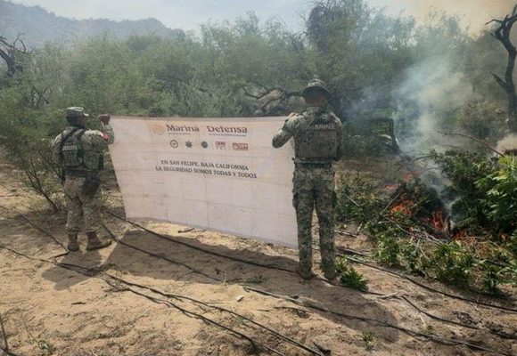 Destruye Marina nueve plantíos de marihuana en la Sierra de San Pedro Mártir
