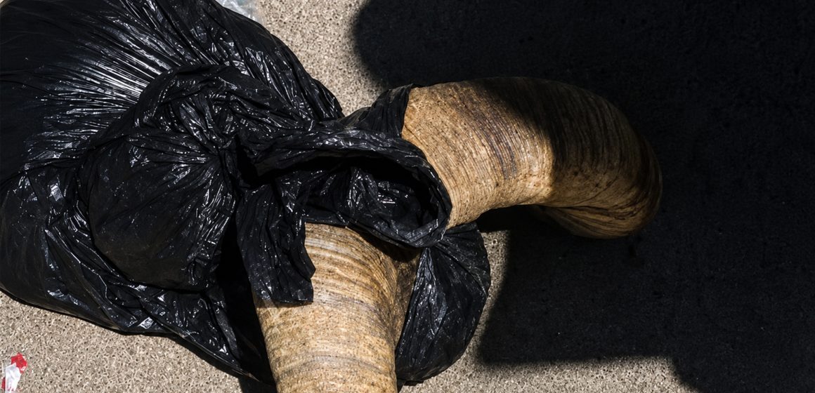Caen siete sujetos por presunta cacería furtiva de borrego cimarrón en Baja California