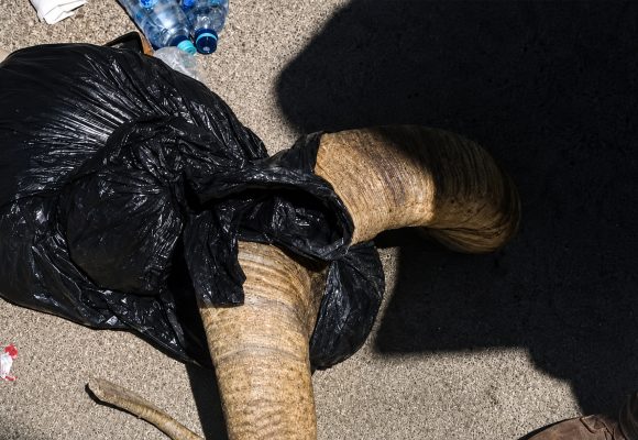 Caen siete sujetos por presunta cacería furtiva de borrego cimarrón en Baja California