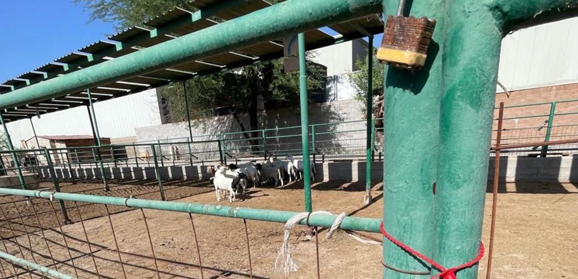 xzX Frena SADER BC robo de ganado en el Valle de Mexicali