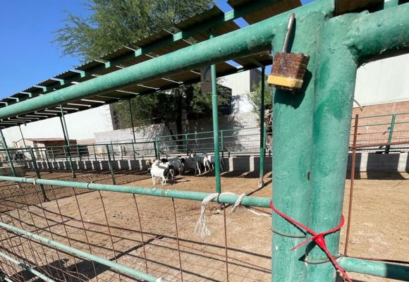 xzX Frena SADER BC robo de ganado en el Valle de Mexicali