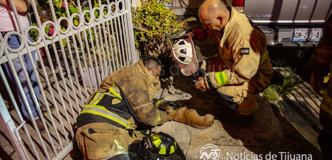 0O3A1264 Rescatan a hombre y a su perro durante incendio en Tijuana