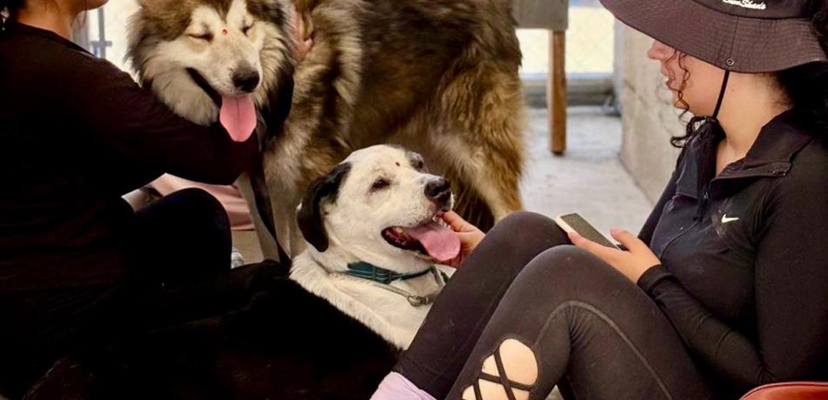 Promueven adopción de 166 perros y gatos resguardados